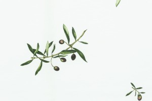 Tkanina Fischbacher 1819 504 Garden Party Olive ze wzorem Oliwka